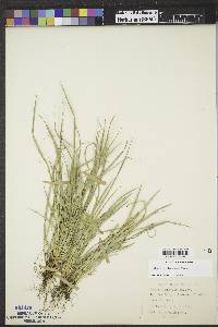 Carex saximontana image