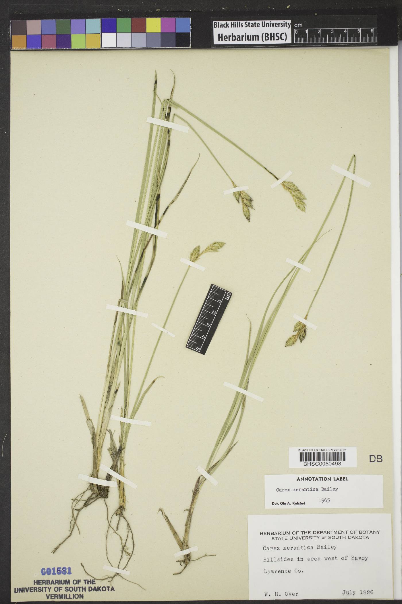 Carex xerantica image
