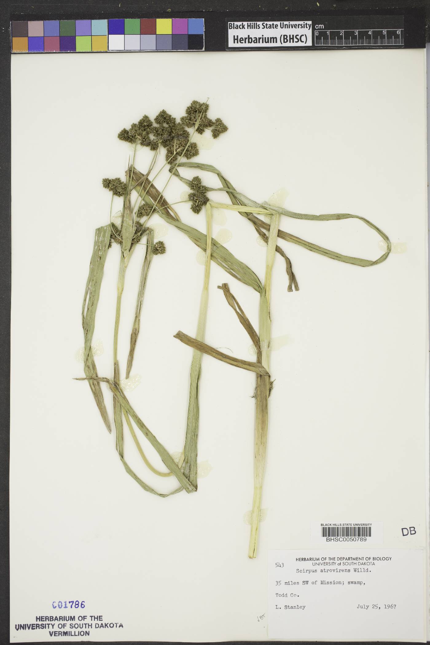 Scirpus atrocinctus image