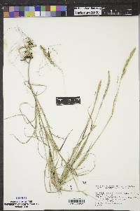 Muhlenbergia racemosa image