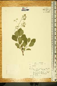 Cotinus obovatus image