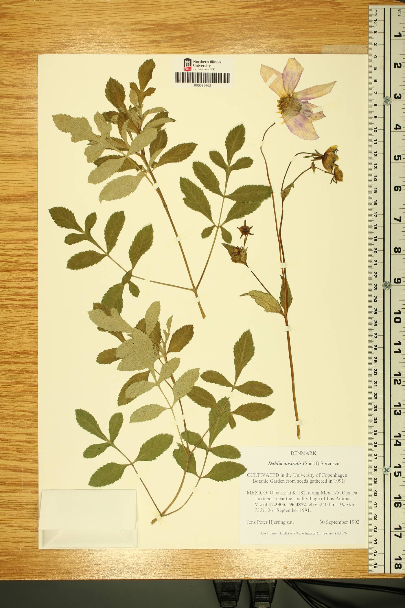 Dahlia australis image