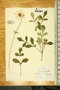 Dahlia australis image