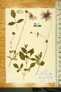 Dahlia australis image