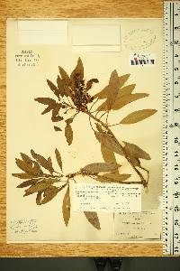 Arbutus xalapensis var. arizonica image