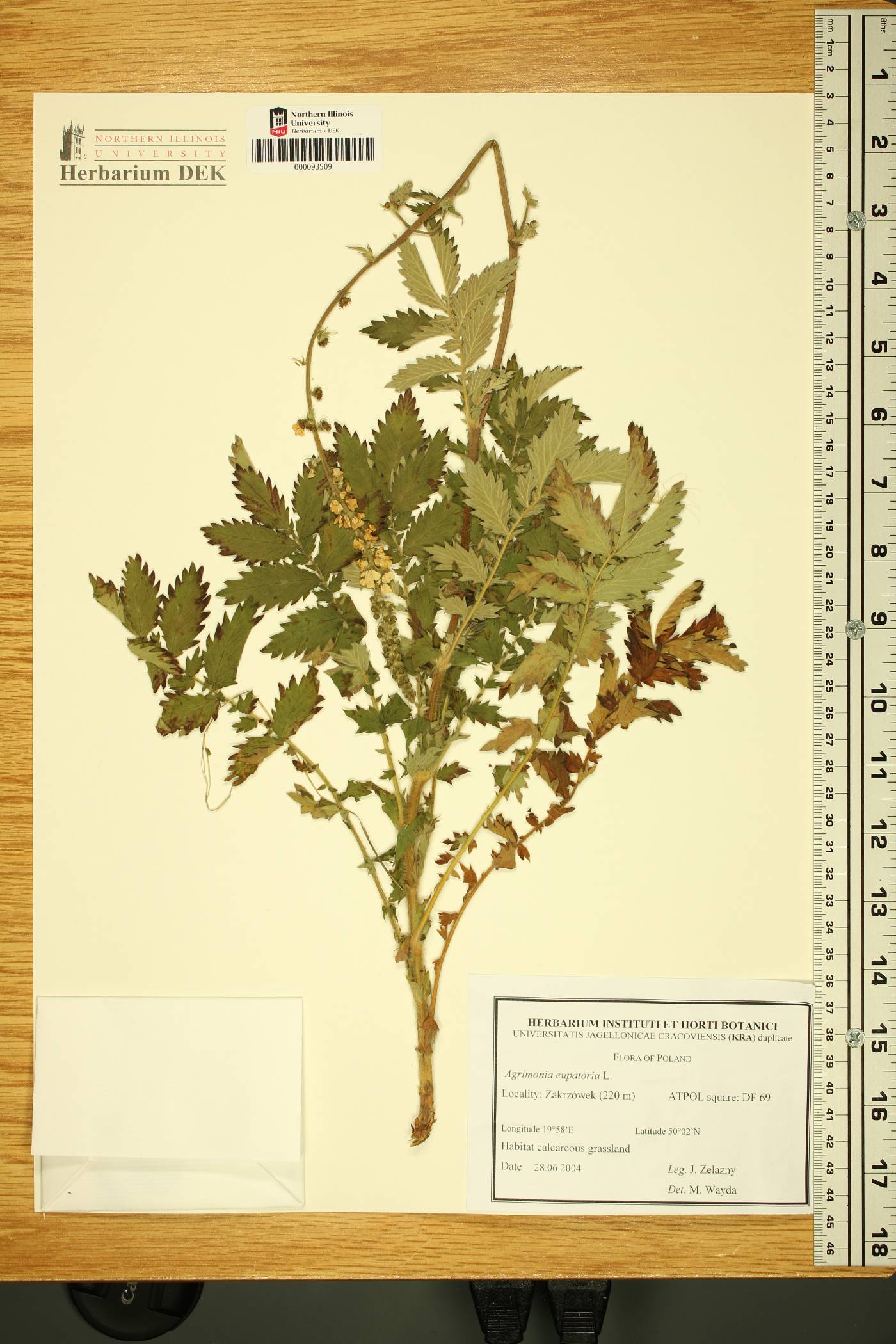 Agrimonia eupatoria image