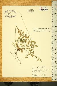 Agrimonia incisa image