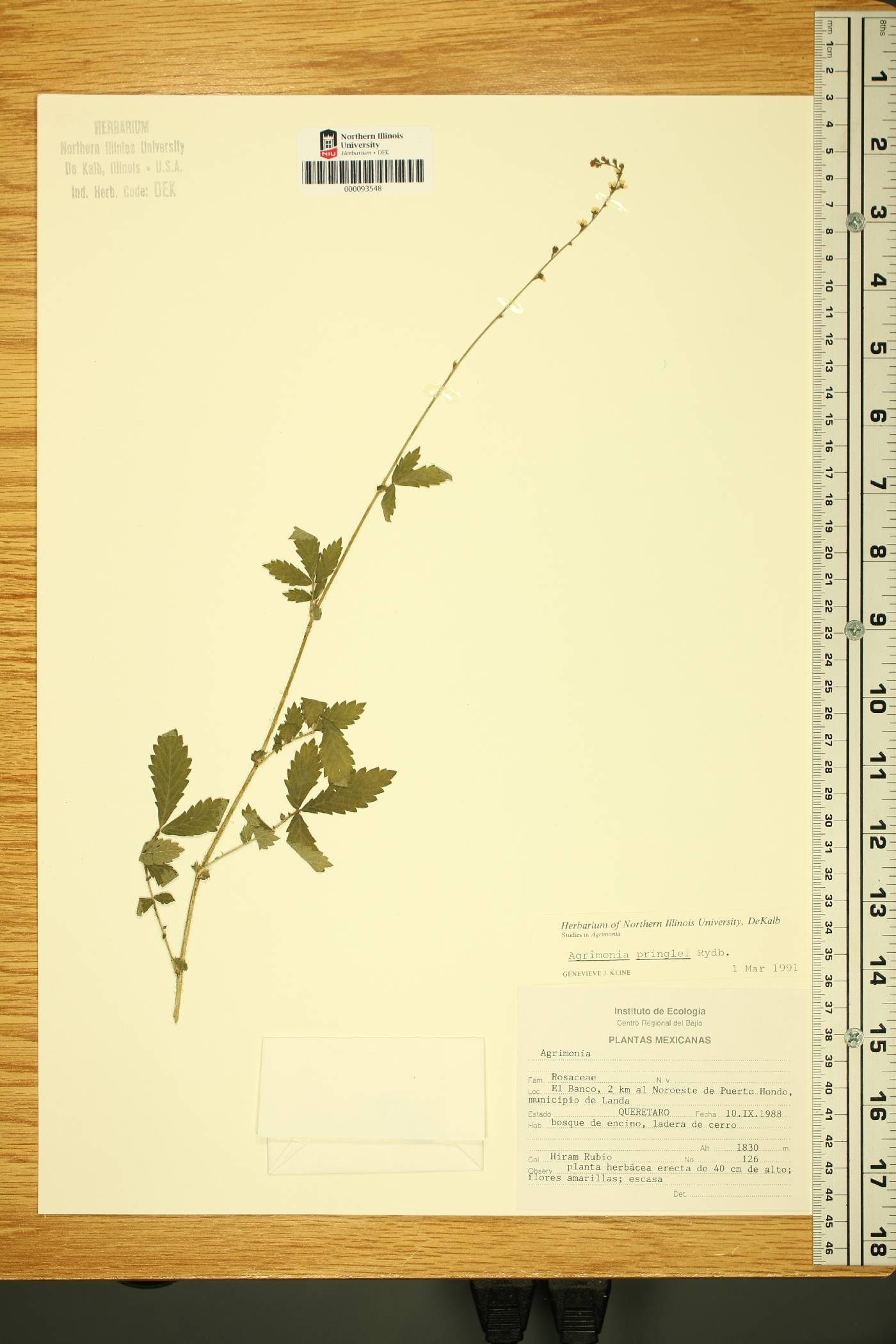 Agrimonia pringlei image