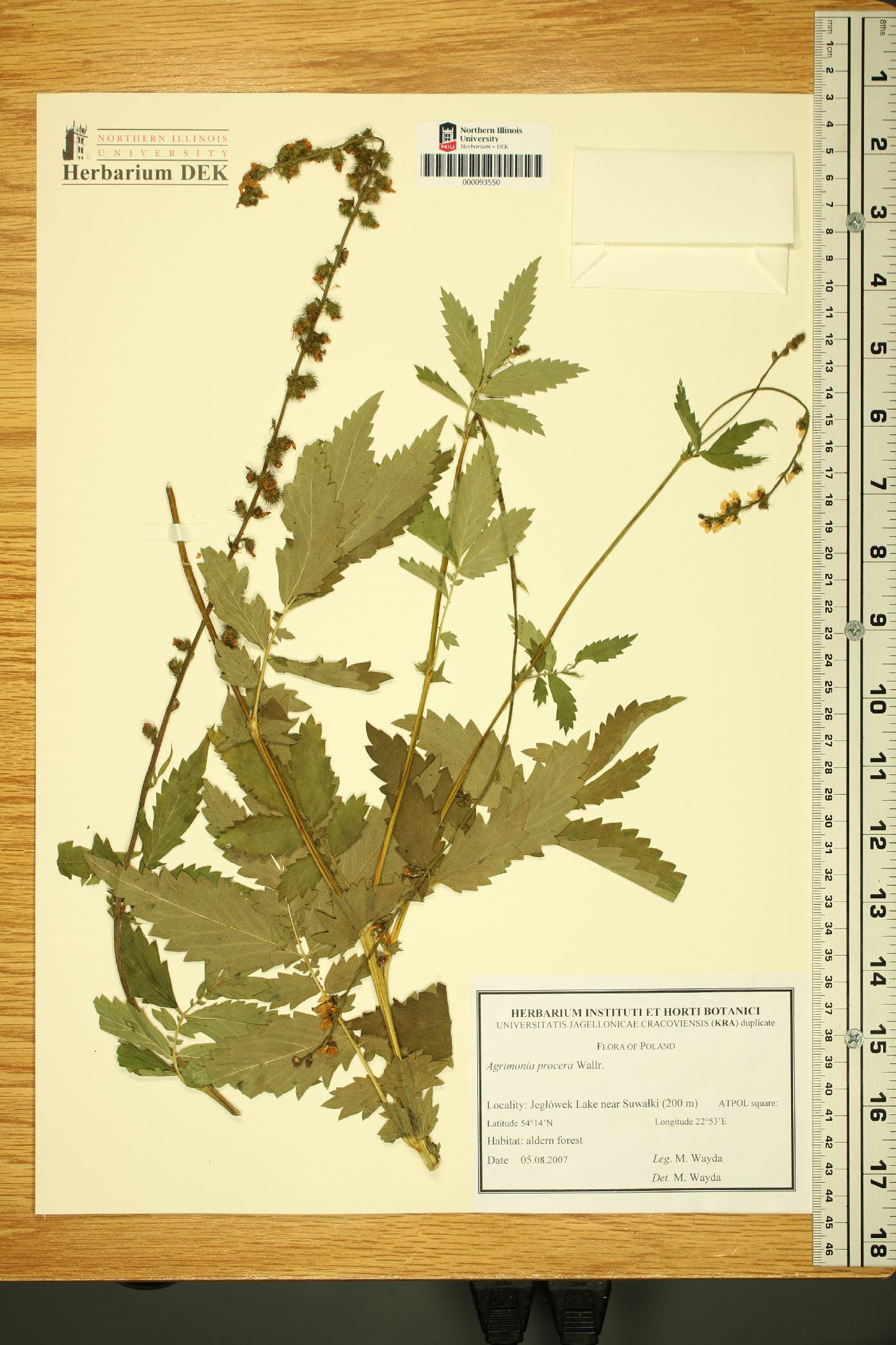 Agrimonia procera image