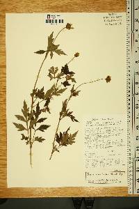 Bidens ostruthioides image