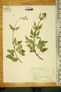 Bidens pilosa image