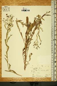 Boltonia latisquama var. recognita image