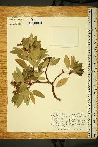 Arbutus arizonica image