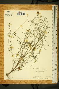 Coreopsis verticillata image