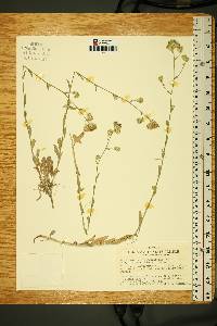 Corethrogyne filaginifolia var. sessilis image