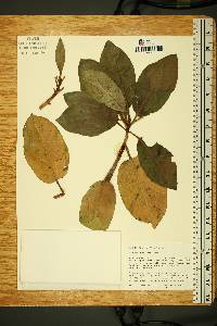 Arbutus menziesii image