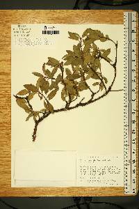 Arbutus occidentalis image