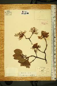 Arbutus xalapensis image