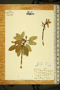 Arbutus xalapensis image