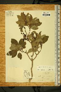 Arbutus xalapensis image