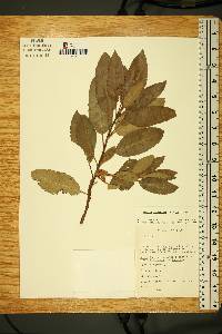 Arbutus xalapensis image