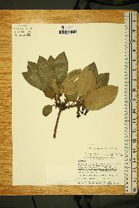 Arbutus xalapensis image