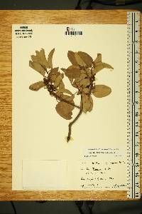 Arbutus xalapensis image