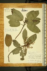 Arbutus xalapensis image