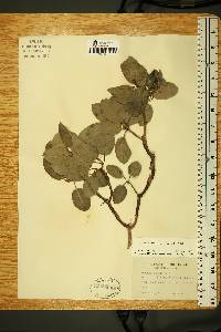 Arbutus xalapensis image