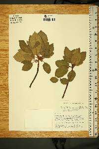 Arbutus xalapensis image