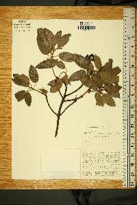 Arbutus xalapensis image