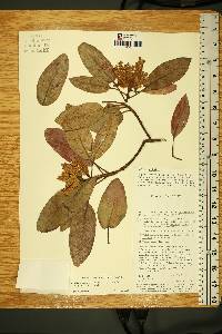 Arbutus xalapensis image