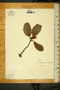 Arbutus xalapensis image