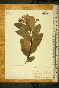 Arbutus andrachne image