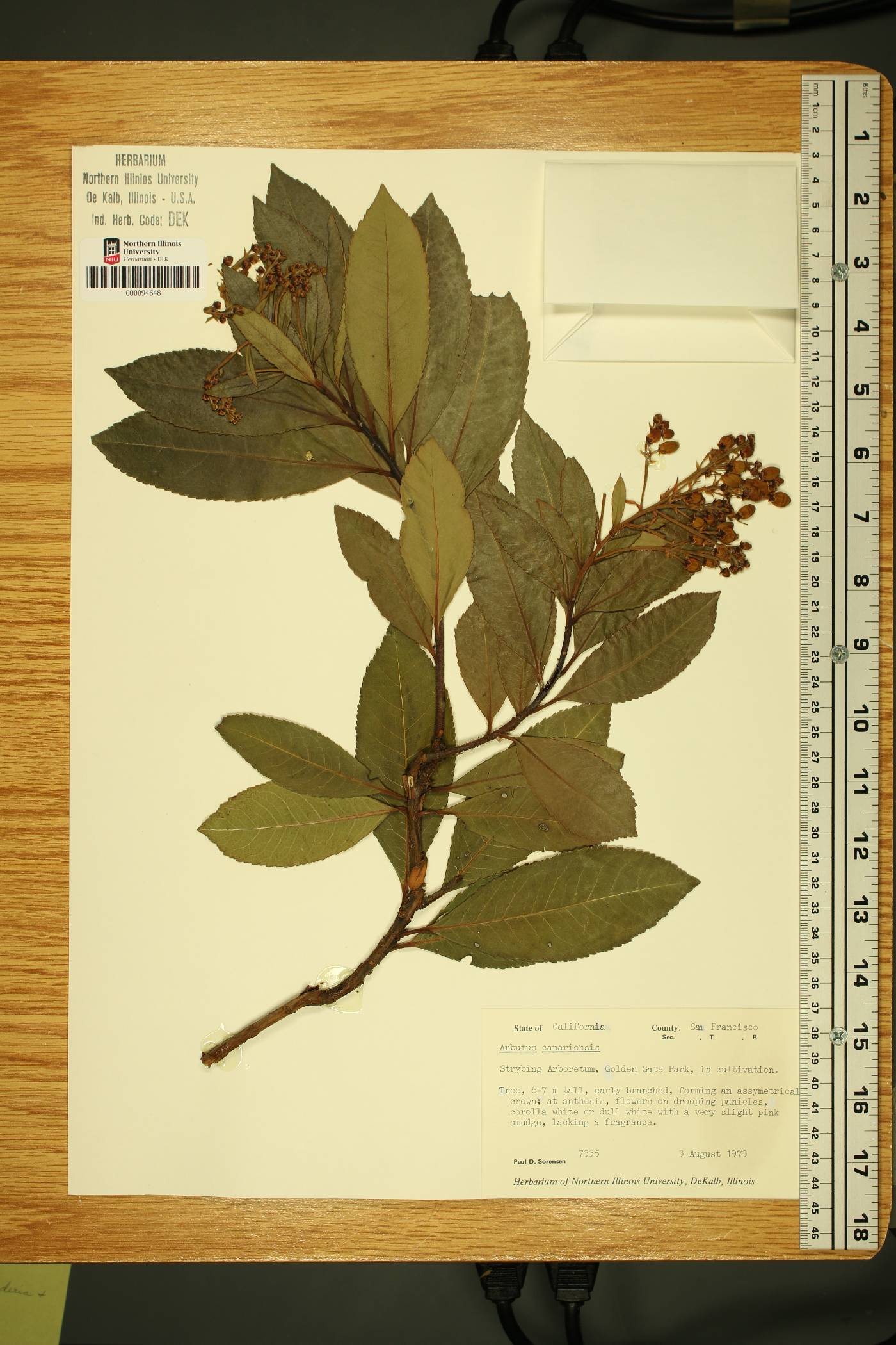 Arbutus canariensis image