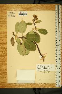 Arbutus andrachne image