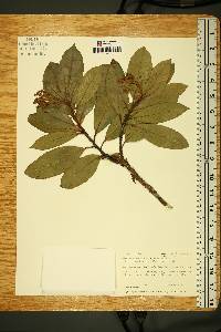 Arbutus canariensis image