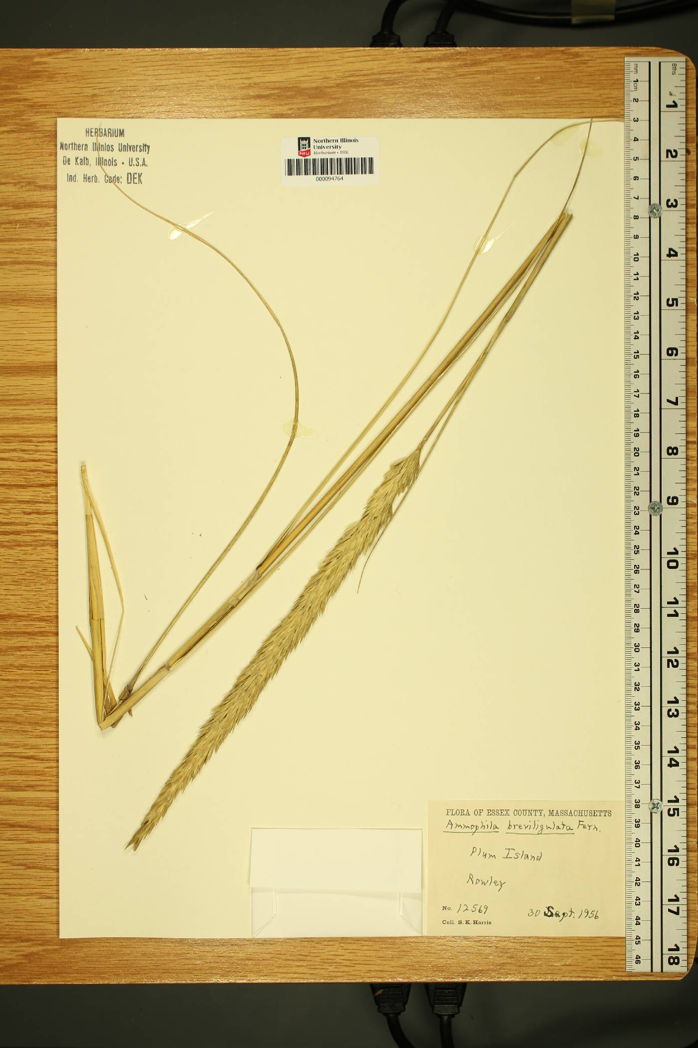 Calamagrostis breviligulata image