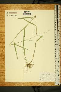 Image of Amphicarpum muhlenbergianum