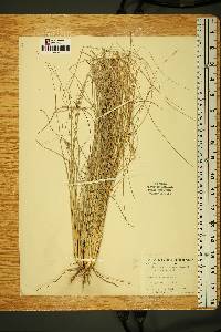 Bothriochloa barbinodis image