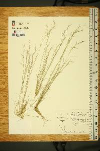 Aristida basiramea image