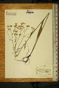 Image of Hartwrightia floridana