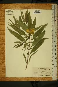 Helianthus grosseserratus image