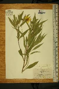 Helianthus grosseserratus image