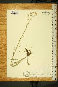 Crepis tectorum image