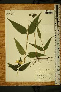 Helianthus strumosus image