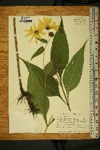 Helianthus tuberosus image