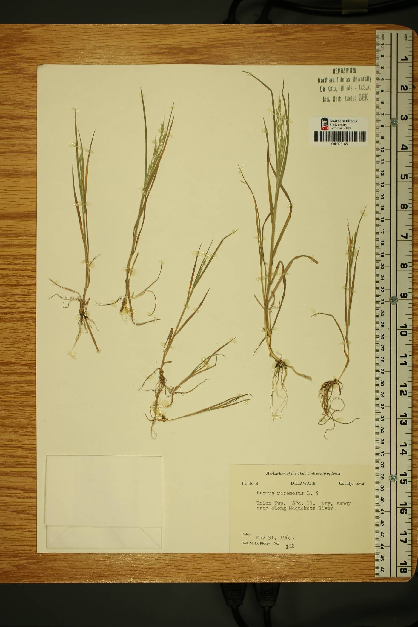 Bromus racemosus image