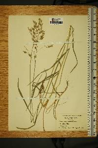 Bromus secalinus image