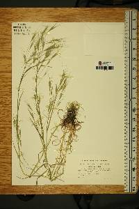 Bromus sterilis image